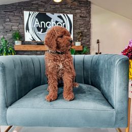 C H A R C O A L - Teddy Bear -20-30 lbs - Red  female Goldendoodle puppy in Pleasant View, Utah from Anchor Dogs