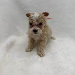 Light pink - Apricot female Maltipoo puppy in Turlock, California from 209PuppiesCaliforniaMaltipoo