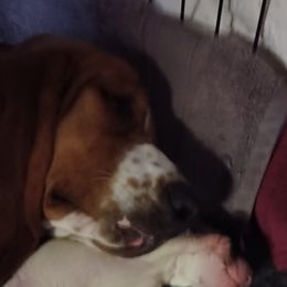 Minnie - Basset Hound