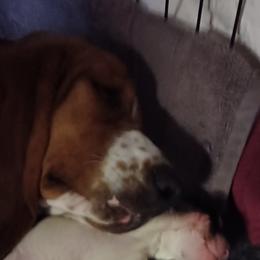 Minnie - Basset Hound