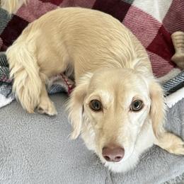 Rose - Dachshund