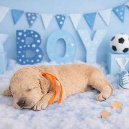 Mac - Cream male Goldendoodle puppy in Houston, Texas from Were The Mack'Doodles