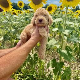 Teddy - Apricot male Goldendoodle puppy in Farmville, North Carolina from The Farmers Doodle