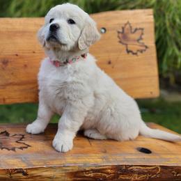 Golden Retriever Puppies from Hoekema Homestead Goldens