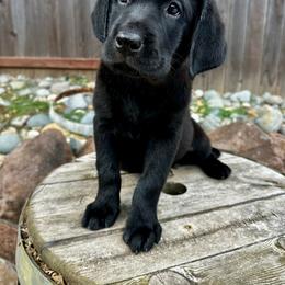 Goose - Red Collar - Black male Labrador Retriever puppy in Galt, California from On My Side Kennels