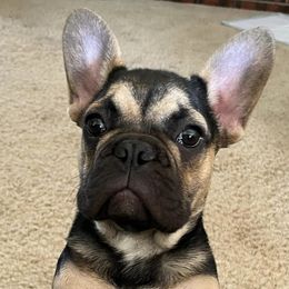 French Bulldogs from Fryar Frenchies