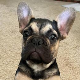 French Bulldogs from Fryar Frenchies