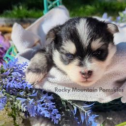 Pomsky Puppies from Rocky Mountain Pomskies