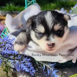 Pomsky Puppies from Rocky Mountain Pomskies