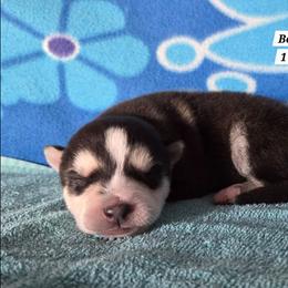 Boy 1 - Black and white male Siberian Husky puppy in Grayson, Kentucky from Kentucky Huskies