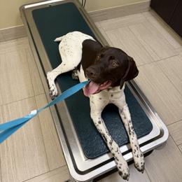 German Shorthaired Pointer Puppies from The Tipsy Rabbit GSP TopDog Kennel