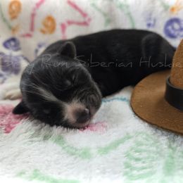 Chap - Black male Siberian Husky puppy in Addison, Michigan from Gray Run Siberian Huskies