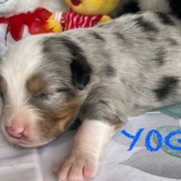 YOGI - Blue merle Miniature Australian Shepherd puppy in Elgin, Illinois from Beaman Aussie Pride