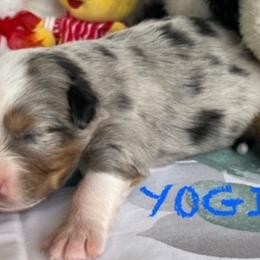 YOGI - Blue merle Miniature Australian Shepherd puppy in Elgin, Illinois from Beaman Aussie Pride