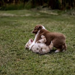 Australian Shepherd Puppies from Larkwood Australian Shepherds