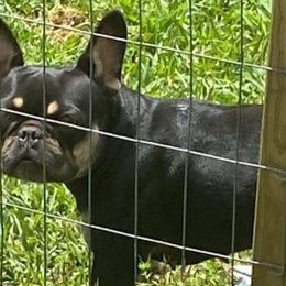 French Bulldogs and Pugs from Prestige Southern Pugs and Frenchies LLC