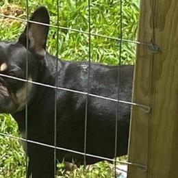 French Bulldogs and Pugs from Prestige Southern Pugs and Frenchies LLC