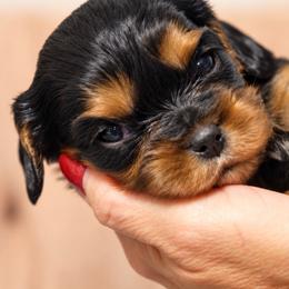 Charlotte - Black and tan female Cavalier King Charles Spaniel puppy in Greensboro, North Carolina from Hyde Park Cavaliers