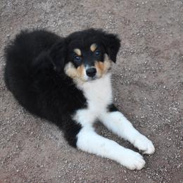 Anvil - Black tri-color female Australian Shepherd puppy in San Tan Valley, Arizona from Mott Ranch - Blazin' Sun Aussies