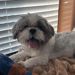 Shih Tzus from Fluff and Tuff Shih Tzus