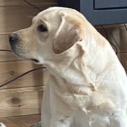 Opi - Labrador Retriever