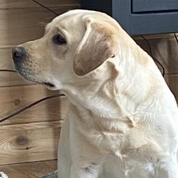 Opi - Labrador Retriever