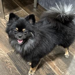 Coco - Pomeranian