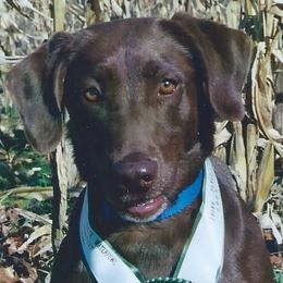 Chesapeake Bay Retrievers and Labrador Retrievers from Wingshot Retrievers