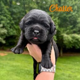 Chatter - Black female Labrador Retriever puppy in Lenoir, North Carolina from Wooten Retrievers
