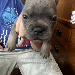 Girl 2 - French Bulldog puppy in Williamston, North Carolina from Beth’s Precious Dachshunds and Frenchies
