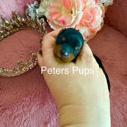 AKC Matilda - Black and gold female Yorkshire Terrier puppy in Hertford, North Carolina from Peters Pups Yorkshire Terriers