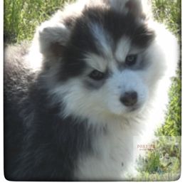 Pomsky Puppies from Foxfire Arctic Spitz