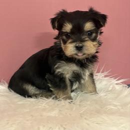 Banks - Black & tan tri-color male Morkie puppy in Monticello, Iowa from Ashley’s Puppies