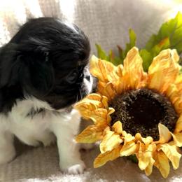 Bentley - Black tan and white male Japanese Chin puppy in Davisville, Missouri from Uniquely Yours, Shelly’s Japanese Chins