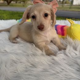 Star - Cream female Dachshund puppy in Ontario, Oregon from Get A Long Little Doggie
