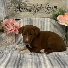 Sasha - White and red female Border Collie puppy in Moody, Texas from Narrow Gate Farm