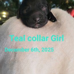 Teal collar Girl - Black female Cockapoo puppy in Dayton, Ohio from There's no place like home spaniels
