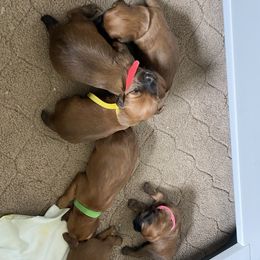 Soft Coated Wheaten Terrier Puppies from Stratford Wheatens