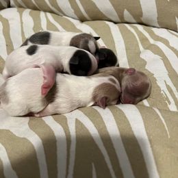 Chihuahua Puppies from Marquez Chihuahuas