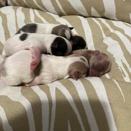 Chihuahua Puppies from Marquez Chihuahuas