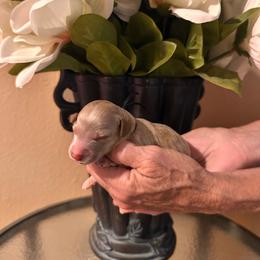 Black Boy - Parti male Goldendoodle puppy in Kitsap County, Washington from Amazing Grace Doodles