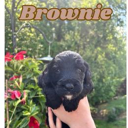 Brownie - Black male Bernedoodle puppy in High Point, North Carolina from Kingsfield Doodles