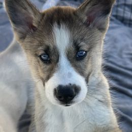 Siberian Huskies from Liz's Siberian Huskies