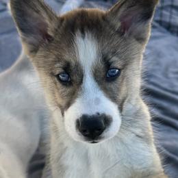 Siberian Huskies from Liz's Siberian Huskies
