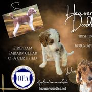 Irish Doodle and Poodle Puppies from Heavenly Poodles