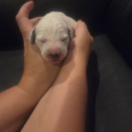 Rachell - White and black female Dalmatian puppy in Palmer, Massachusetts from Delaney's Dalmatians 2