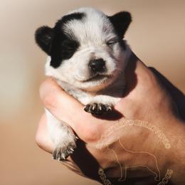 Gimli (AKC) - Blue female Australian Cattle Dog puppy in Marana, Arizona from Impact 3rd Australian Cattle Dogs