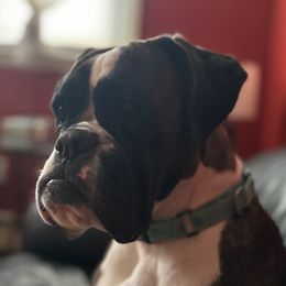 Jessie - Boxer