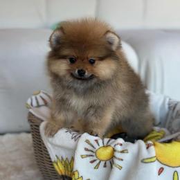 Boy 4 - Orange sable male Pomeranian puppy in Hot Springs, Arkansas from Pomeranian Empire