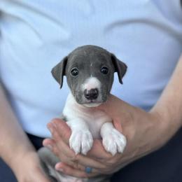 Boy 1 - Blue male Italian Greyhound puppy in Sugar Valley, Georgia from Pinnacle Farm and Kennel